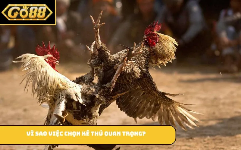 Vì sao việc chọn kê thủ quan trọng?