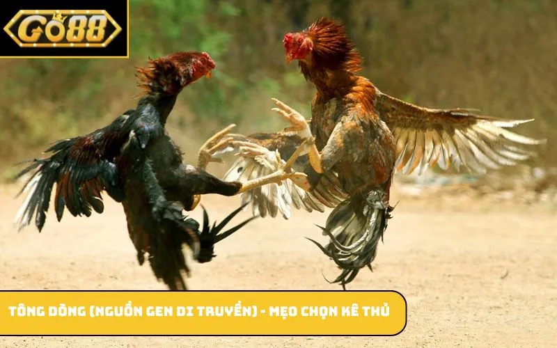 Tông dòng (nguồn gen di truyền) - mẹo chọn kê thủ