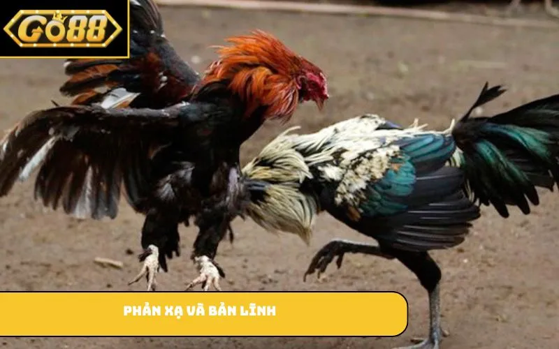 Phản xạ và bản lĩnh