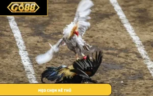 Mẹo chọn kê thủ